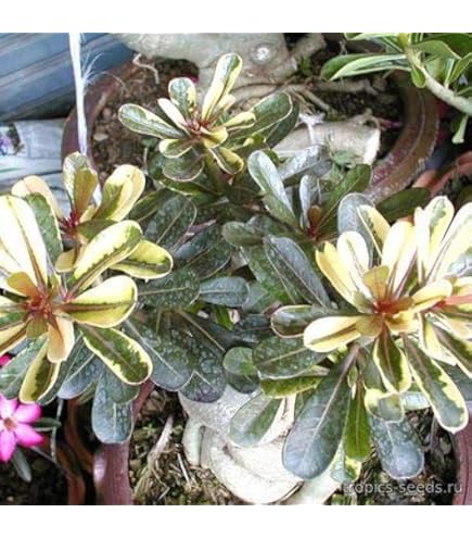 Amazon.co.jp: 8月入荷 20粒+ セレノア レペンス シルバー 証明